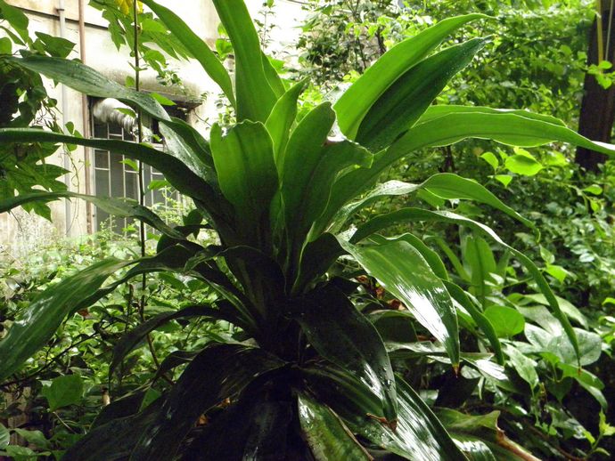 巴西铁树怎么养