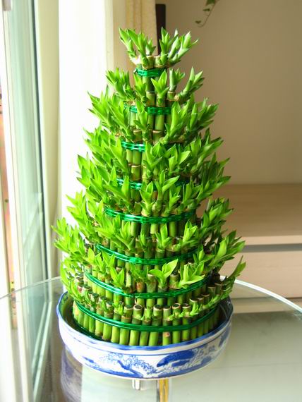 财运亨通的观赏植物